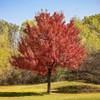 Red Maple, Deciduous, Tall, Shade Tree, Hardy, Rapid Growth, 5
