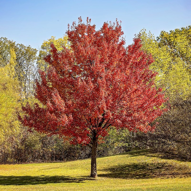 Red Maple, Deciduous, Tall, Shade Tree, Hardy, Rapid Growth, 5