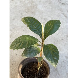 Tree Loquat Tree Seedling 8” With Pot Tropical Plant Sweet Juicy Ready To Plant