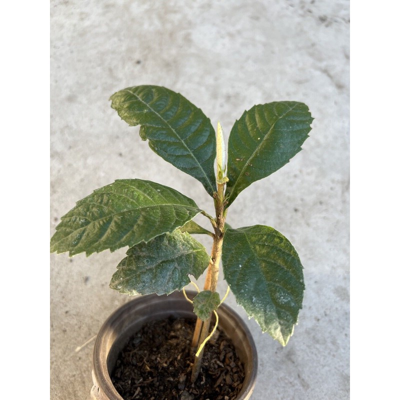 Tree Loquat Tree Seedling 8” With Pot Tropical Plant Sweet