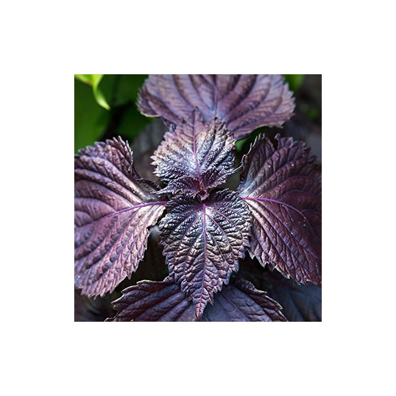 Shiso Seeds - Purple - 1 Oz - Non-GMO Herb