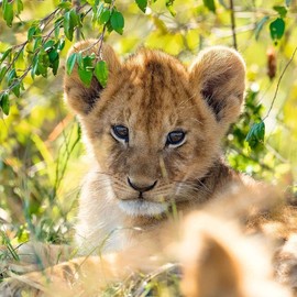Ravensburger Kinderpuzzle - 05666 Panda, Tiger und Löwe - 3x49 Teile Puzzle für Kinder ab 5 Jahren