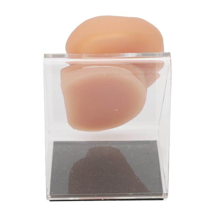 Silicone Ear Model Simulated Ear Model Acupuncture Practice Tool with