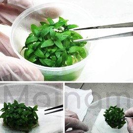 Mainam Staurogyne Repens 100% Tissue Culture Easy Freshwater Carpet Live Aquarium Plants Decorations 3 Days Live Guaranteed