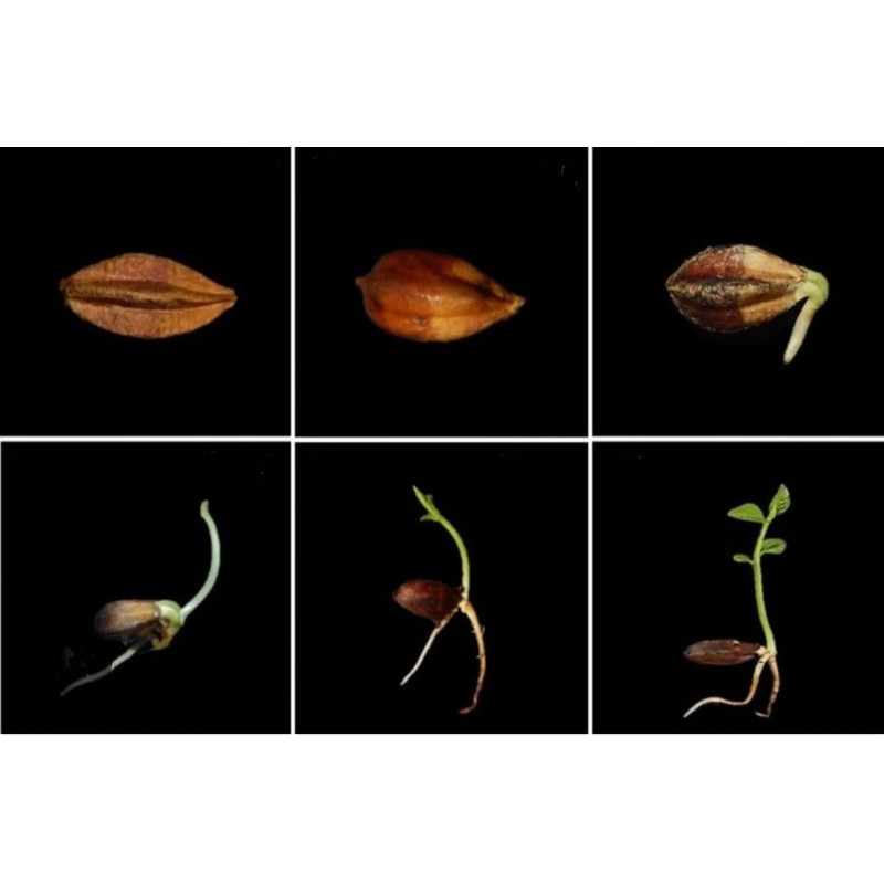 5 Seeds Rangoon Creeper, Red Pink Quisqualis Flower Seeds Combretum