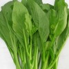 Fairy7Seas Seeds Asian Yu Choy / Choi Sum / Choy