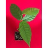 9waters TRINITARIO Theobroma Cacao Cocoa Chocolate Fruit Tree Potted Plant