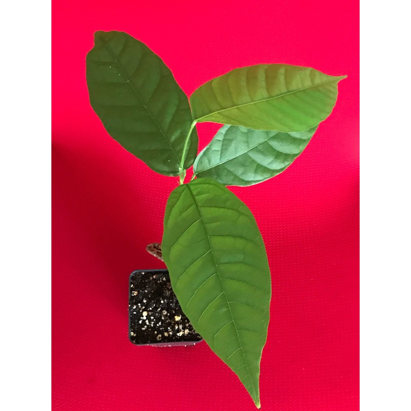 9waters TRINITARIO Theobroma Cacao Cocoa Chocolate Fruit Tree Potted Plant