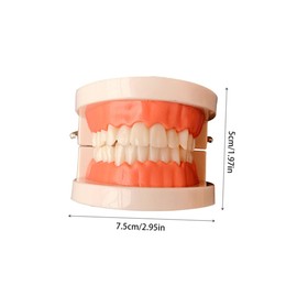 Ciieeo Teeth Model Educational Tool for Preschoolers Interactive Oral Education Demonstration for Teaching Brushing and Flossing Techniques