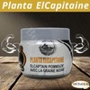 bonballoon Cream Elcaptain With Black Seed Nigella Concentrated Herbal Natural