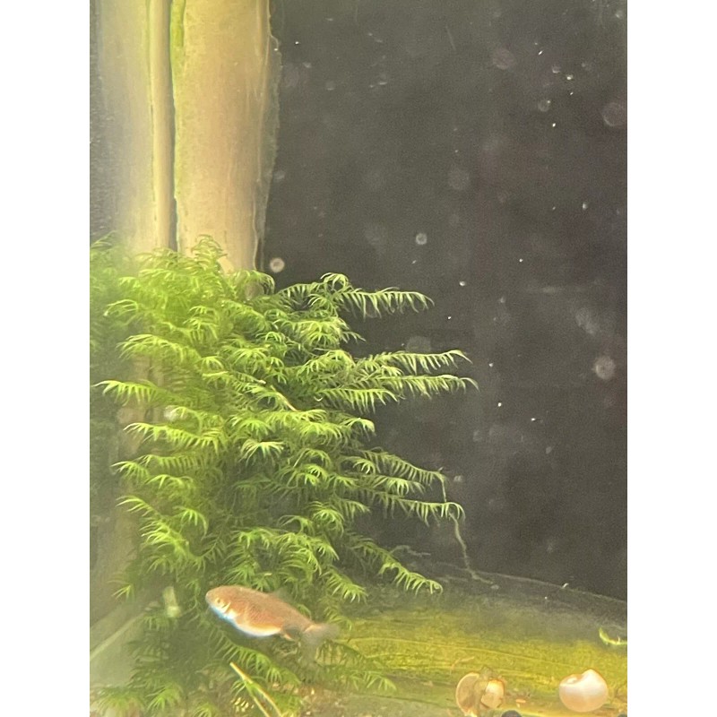 2X4in Portion Of Fissidens fontanus Live Aquarium Plants Phoenix Moss