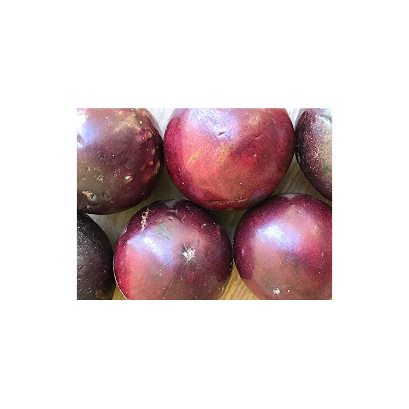 yunakesa Caimito Purple Star Apple Chrysophyllum cainito Seedling Plant Potted
