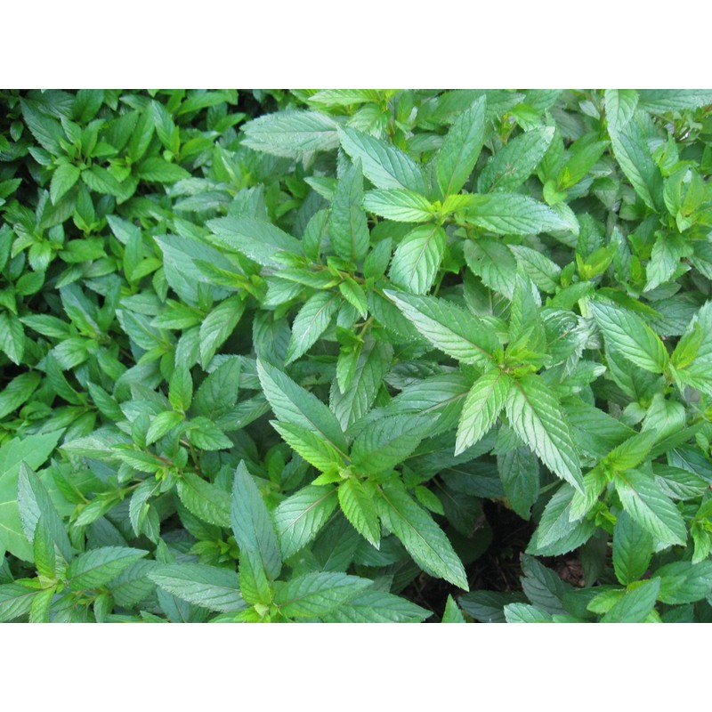 Peppermint Great Garden Herb 1,000 Seeds by Seed Kingdom