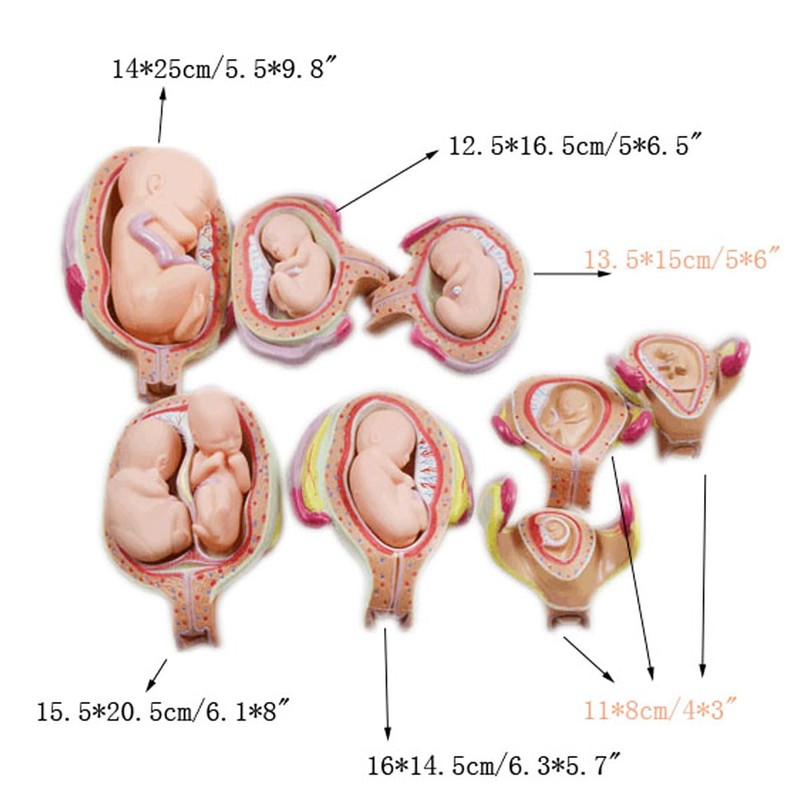 INTBUYING Education Model 8PCS Removable Human Anatomical Embryonic Development Nurse