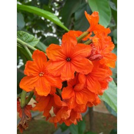 Buy Rare Seeds Cordia sebestena | Siricote | Kopte | Geiger Tree | Geranium | Anaconda |5_Seeds