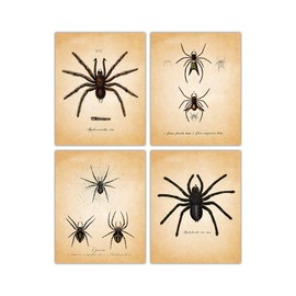 Vintage Spiders Wall Art Prints - Set of Four (8x10) Photos Unframed Make Room Wall Decor Idea