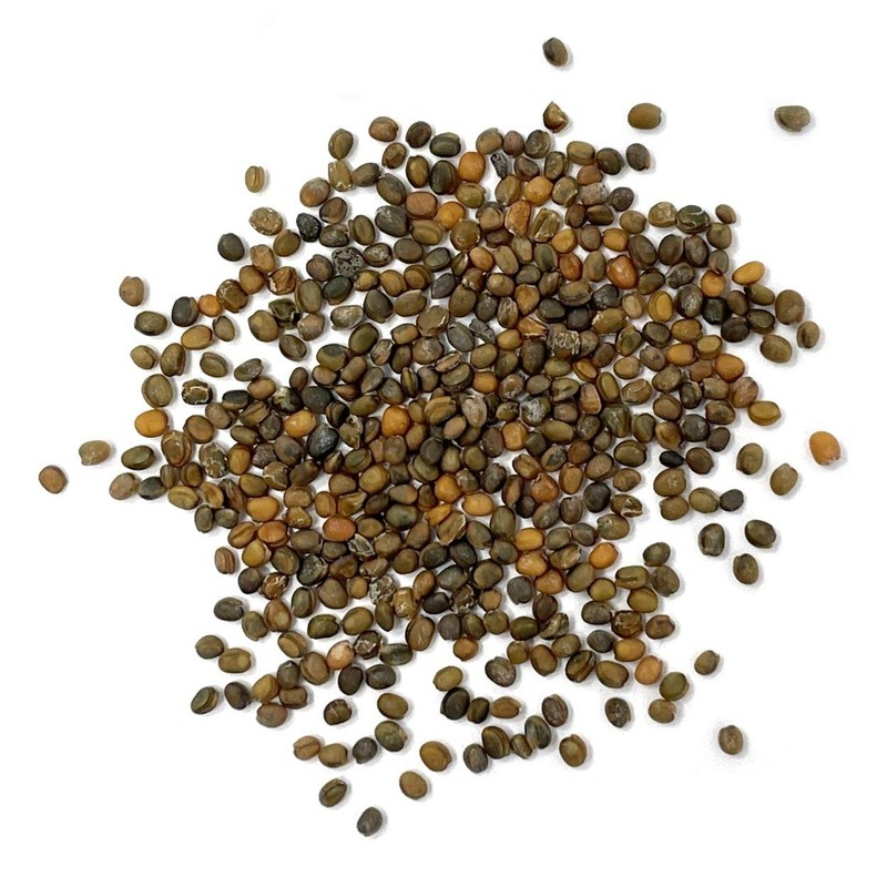Purely Organic Arugula Seeds (Slow Bolt) - Approx 400 Seeds