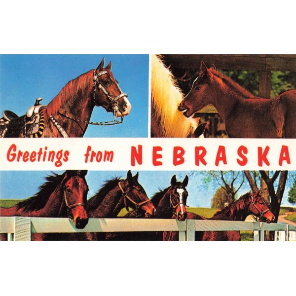 Dunlap-Henline Postcard Greetings from Nebraska NE Multi-View Images of Horses