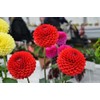 CEMEHA SEEDS - Seeds Dahlia Ball Pompon Mix Annual Flowers