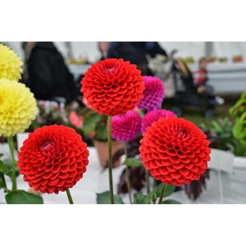 CEMEHA SEEDS - Seeds Dahlia Ball Pompon Mix Annual Flowers