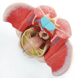Life Size 4 Parts Human Female Pelvis Model with Pelvic Floor Muscles, Vessels Nerves & Reproductive, Removable Organs, for the teaching of physiology and hygiene in the teaching of anatomy schools