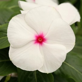 Vinca Seeds Cobra Peppermint 25 Seeds Flower Seeds