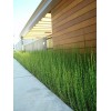 15 x Horsetail Reed Bamboo Looking Zen Garden & Pond