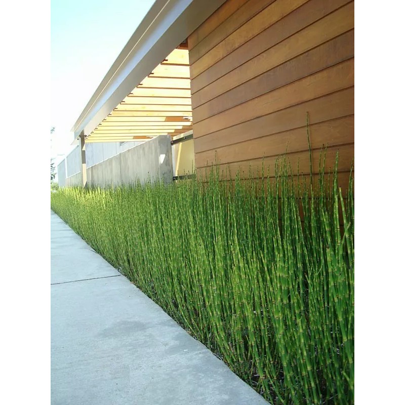 15 x Horsetail Reed Bamboo Looking Zen Garden & Pond