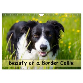 Beauty of a Border Collie (Wall Calendar 2026 DIN A4 Landscape), CALVENDO 12 Month Wall Calendar