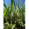 Hale Habitat & Seed Glyphosate Tolerant Field Corn Food Plot
