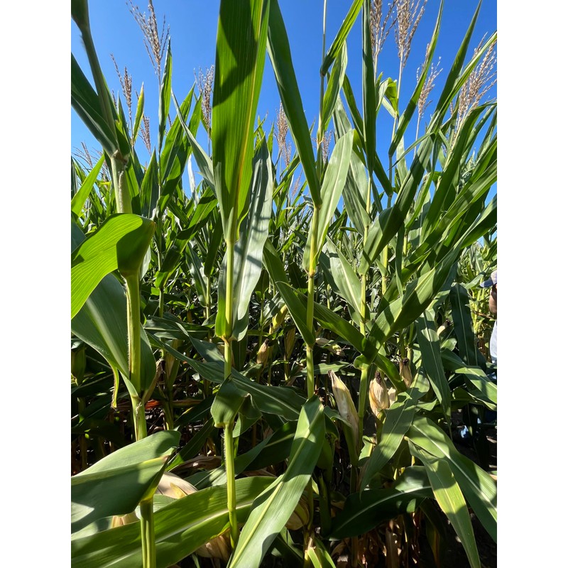 Hale Habitat & Seed Glyphosate Tolerant Field Corn Food Plot
