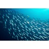 Season Sardines in Tomato Sauce - Skinless & Boneless, Wild