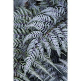 Japanese Painted Fern | 3 Live Plants | Athyrium Niponicum | Shade Garden Essential | Lush Foliage Accent