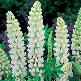 Seeds4planting - Seeds Lupine White Giant Perennial Flowers Non GMO