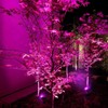 RBFVZCCB Waterproof Solar Power Lamp Light for Outdoor Plant