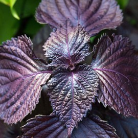 Shiso Seeds - Purple - 0.25 Oz - Non-GMO Herb Garden & Microgreens/Micro Herbs - AKA: Perilla, Beefsteak Plant