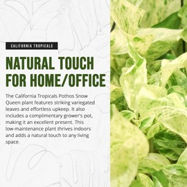 California Tropicals Pothos Snow Queen - 4" Live Plant - Variegated White and Green Leaves - Easy to Care for - Perfect for Indoor and Outdoor Home Decor, Office, and Gift - Pot Included