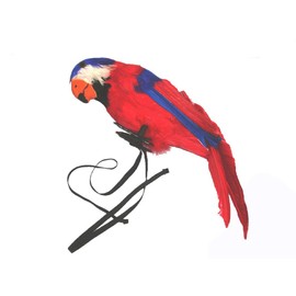 Parrot 40cm