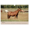 Wildpferde. Frei wie der Wind (Wandkalender 2026 DIN A4 quer),