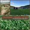 Micro Clover Seed for Lawn - 1 Lb - ~400,000