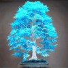 Garden 50Pcs Blue Japanese Maple Seeds Non-GMO Rare Ornamental Decor