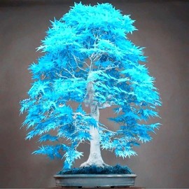 Garden 50Pcs Blue Japanese Maple Seeds Non-GMO Rare Ornamental Decor Tree Seeds Bonsai Container Plant