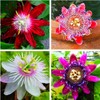 50pcs Mix Color Passion Flower Seeds Rare Potted Plants for