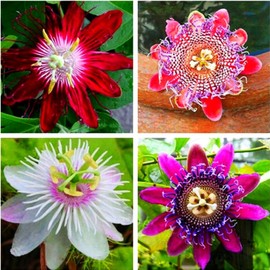 50pcs Mix Color Passion Flower Seeds Rare Potted Plants for Planting Outdoors Home Garden