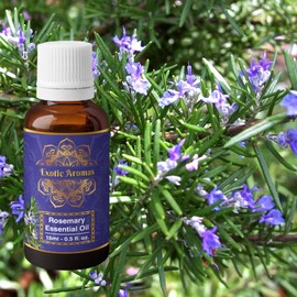 Precious Aromas Rosemary Oil for Hair Growth,Skin,Aromatherapy 100% Pure & Natural (Pack of 2)