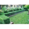 Japanese Boxwood - 10 Live Plants - Buxus Fast Growing