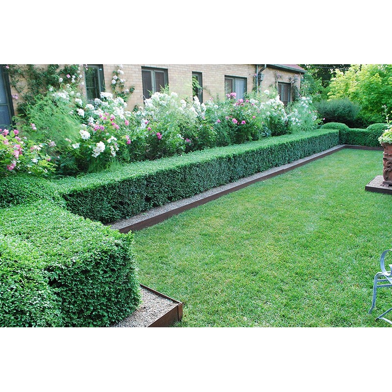 Japanese Boxwood - 10 Live Plants - Buxus Fast Growing
