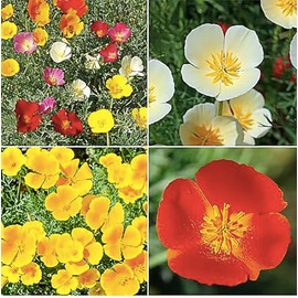 California Dreaming Seeds - Many Colors of California Poppy Seeds