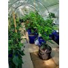Carolina REAPER Chocolate Fire Pepper Seeds Super Hot 2.2+ Million