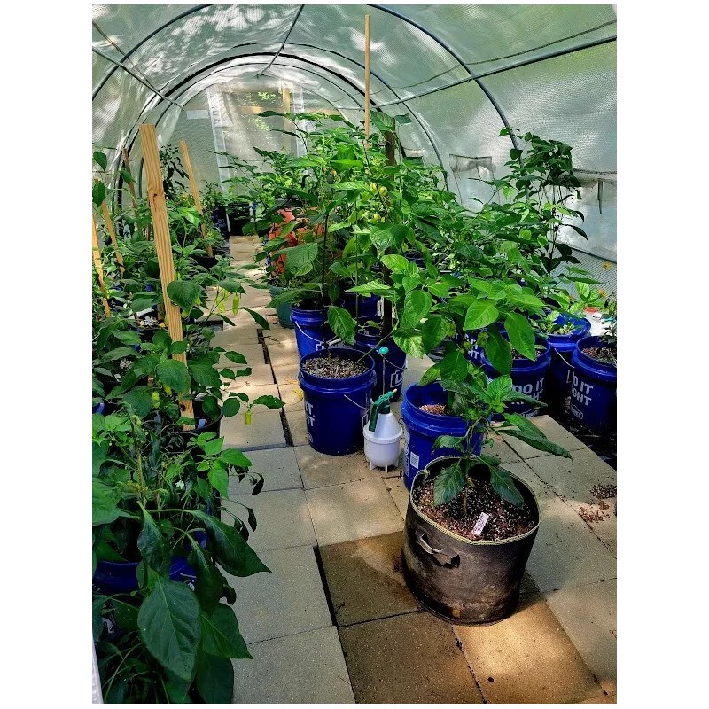 Carolina REAPER Chocolate Fire Pepper Seeds Super Hot 2.2+ Million